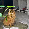 animal, carpet, cat, cozy, decor, domestic_animal, feline, fluffy_fur, fur, home_interior, indoor, leaf, natural_light, orange_cat, pet, plant, quiet, shadow, shelf, sitting