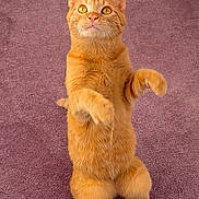 Mango is registered to the contest to win money with this photo: cat, orange_cat, standing, carpet, indoor, pet, feline, curious, whiskers, ears, paws, fur, cute, alert, animal, mammal, domestic, playful, looking_up, purple_carpet