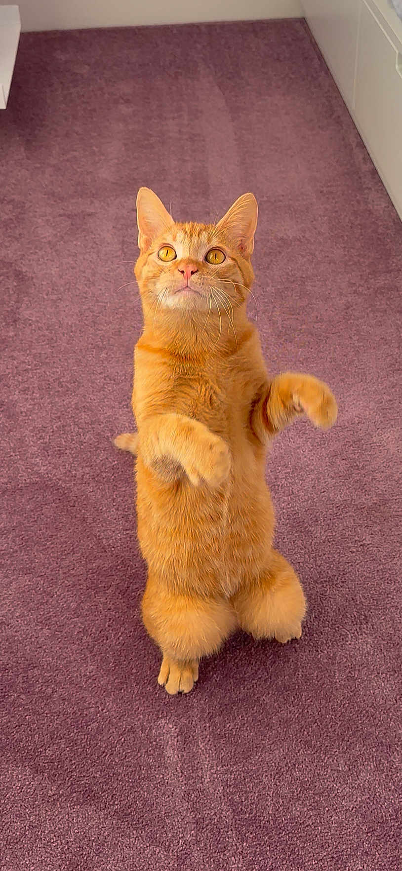 Mango is registered to the contest to win money with this photo: cat, orange_cat, standing, carpet, indoor, pet, feline, curious, whiskers, ears, paws, fur, cute, alert, animal, mammal, domestic, playful, looking_up, purple_carpet