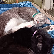 Lucifer is registered to the contest to win money with this photo: animal, bed, black_cat, cat, cats, collar, cozy, cute, domestic_animal, feline, fur, gray_cat, indoor, nap, paw, pet, quilt, resting, sleeping, whiskers