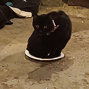 Midnight is registered to the contest to win money with this photo: black_cat, cat, pet, collar, dish, floor, concrete, clothes, indoor, animal, feline, curious, sitting, small_space, pink_collar, domestic_cat, quiet, shadow, background, room