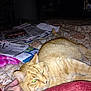 Jack-O-lantern is registered to the contest to win money with this photo: blanket, cat, clutter, cozy, ears, feline, fur, ginger_cat, hand, home, indoor, magazines, newspapers, pet, quilt, reading_material, relaxed, resting, tail, whiskers