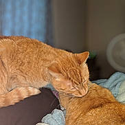 Jack-O-lantern is registered to the contest to win money with this photo: animal_interaction, bed, blanket, cat, close_up, cozy, domestic_animal, ears, feline, fur, ginger_cat, grooming, indoor, pet, relaxed, sleepy, soft_fur, tail, two_cats, whiskers