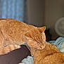 animal_interaction, bed, blanket, cat, close_up, cozy, domestic_animal, ears, feline, fur, ginger_cat, grooming, indoor, pet, relaxed, sleepy, soft_fur, tail, two_cats, whiskers