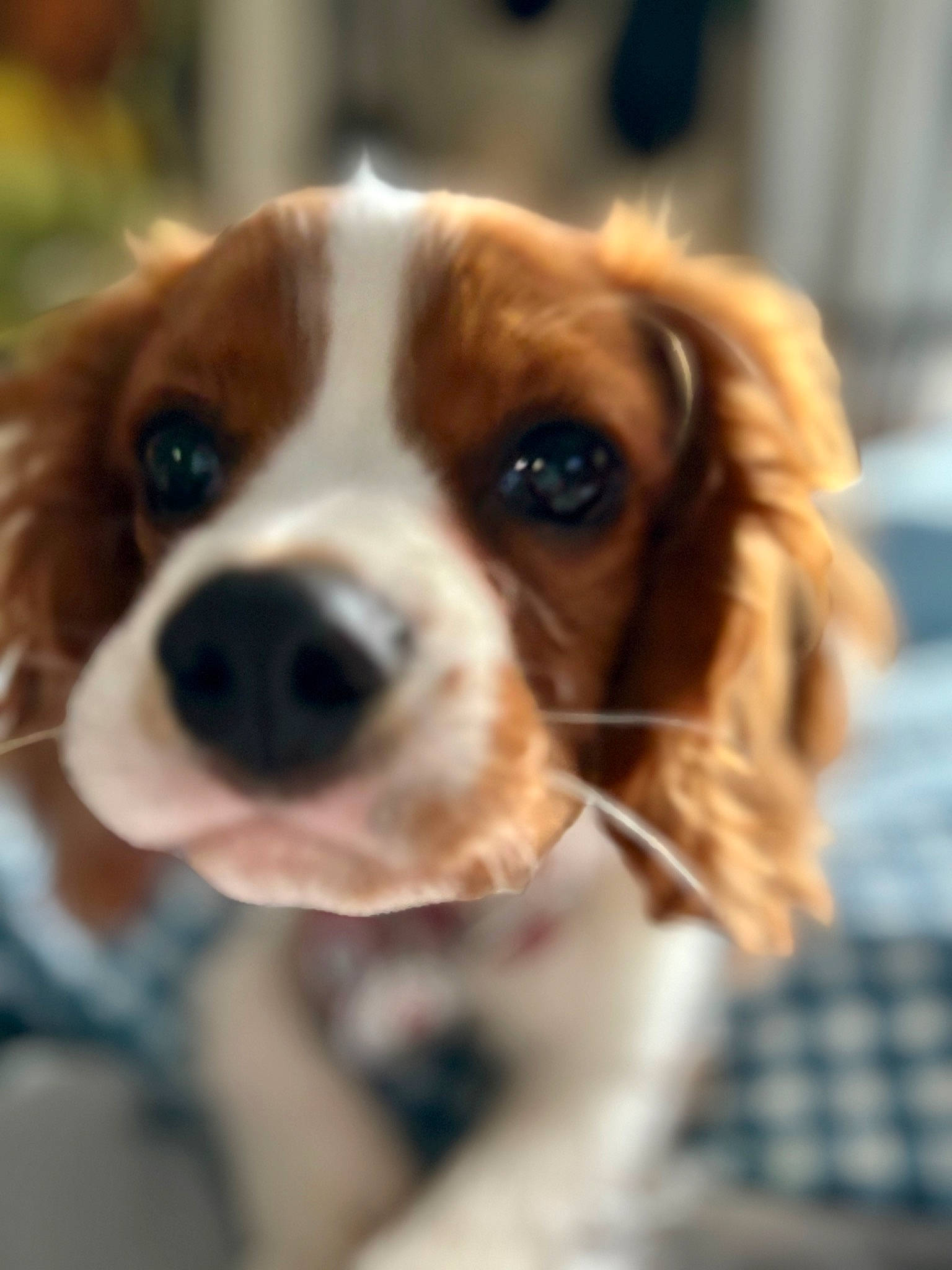 Prince joined the competition — help win amazing prizes! basset_hound, canidae, carnivore, close_up, collar, companion_dog, dog, dog_breed, dog_collar, dog_supply, fawn, fur, liver, mammal, pet_supply, puppy, scent_hound, sporting_group, whiskers, working_animal