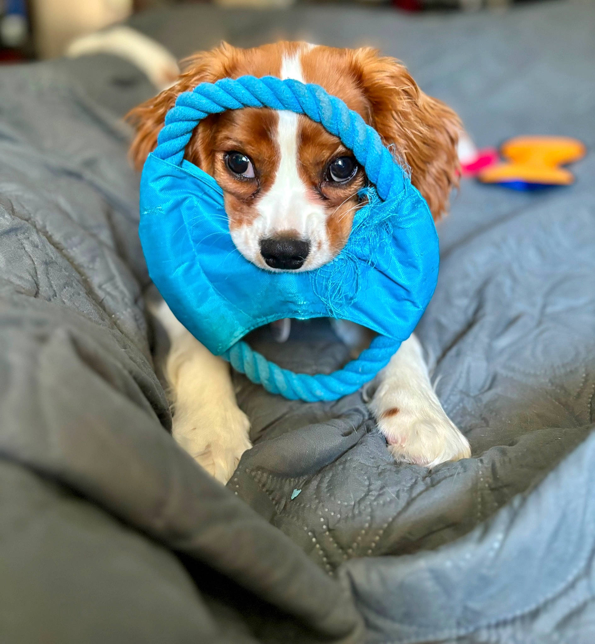 Prince joined the competition — help win amazing prizes! canidae, carnivore, companion_dog, costume, dog, dog_breed, dog_clothes, dog_supply, electric_blue, fur, hat, personal_protective_equipment, puppy, sitting, small_terrier, snout, sporting_group, terrier, toy_dog, whiskers