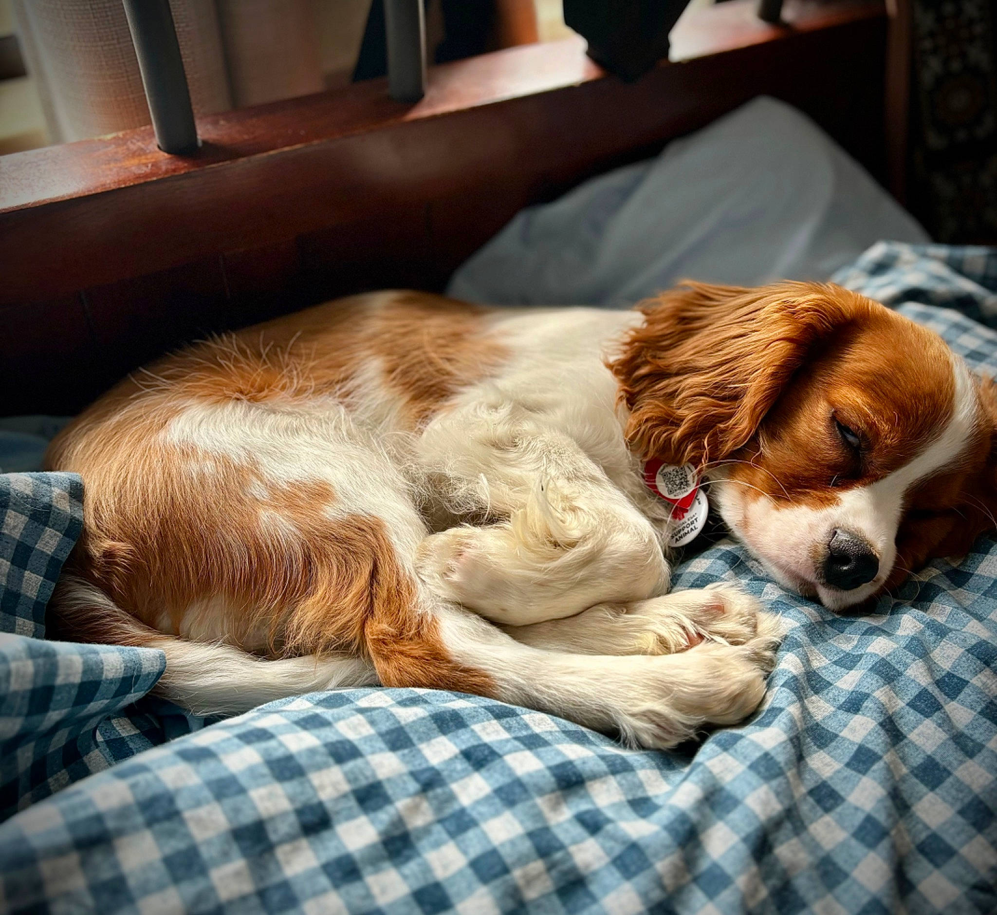 Prince joined the competition — help win amazing prizes! bored, canidae, carnivore, comfort, companion_dog, couch, dog, dog_breed, fawn, fur, liver, pattern, plaid, scent_hound, snout, spaniel, sporting_group, tartan, terrestrial_animal, whiskers