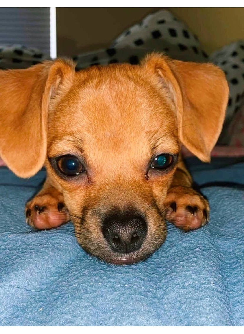 Nugget is registered to the contest to win money with this photo: canidae, carnivore, chihuahua, companion_dog, dog, dog_breed, dog_supply, fawn, fur, liver, paw, pet_supply, puppy, puppy_love, snout, sporting_group, toy, toy_dog, whiskers, working_animal