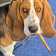 Bruno is registered to the contest to win money with this photo: dog, basset_hound, pet, animal, close_up, brown, white, long_ears, droopy_eyes, carpet, indoor, leash, chew_toy, snout, paw, fur, cute, expression, tongue, muzzle