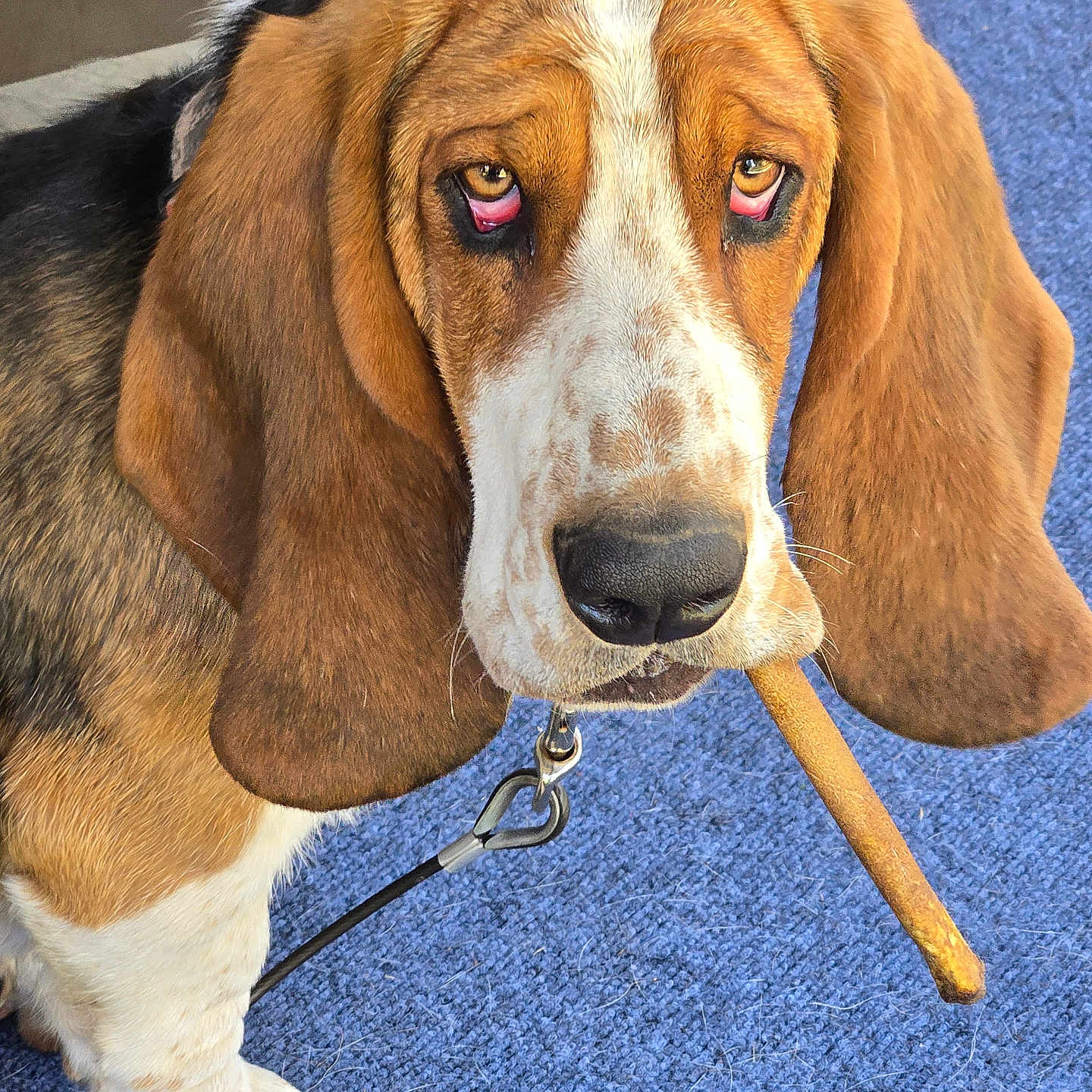 Bruno is registered to the contest to win money with this photo: animal, basset_hound, brown, carpet, chew_toy, close_up, cute, dog, droopy_eyes, expression, fur, indoor, leash, long_ears, muzzle, paw, pet, snout, tongue, white