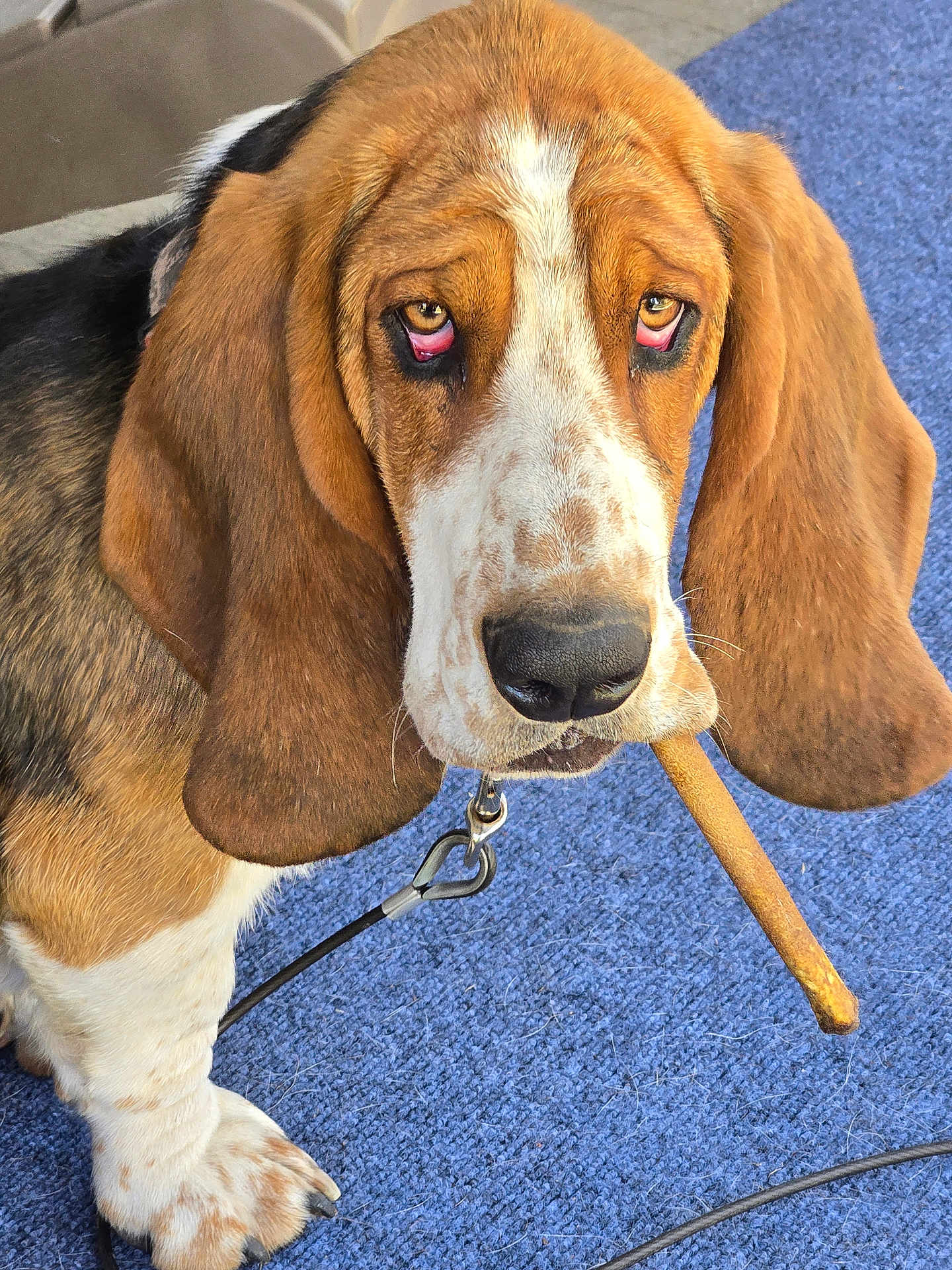 Bruno is registered to the contest to win money with this photo: dog, basset_hound, pet, animal, close_up, brown, white, long_ears, droopy_eyes, carpet, indoor, leash, chew_toy, snout, paw, fur, cute, expression, tongue, muzzle