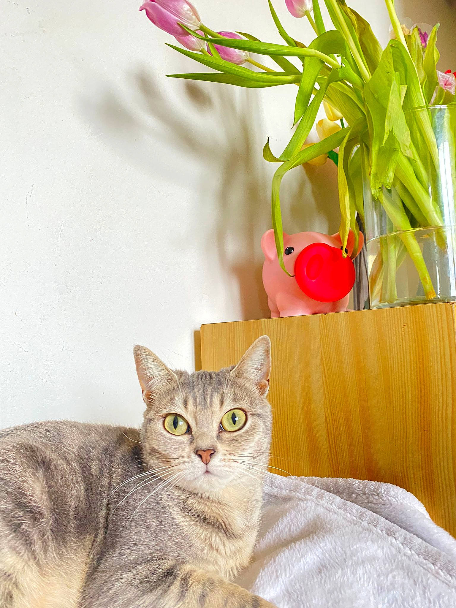 Hinata a rejoint le concours — aidez-le/la à gagner de superbes lots ! art, artificial_flower, carnivore, cat, cut_flowers, domestic_short_haired_cat, fawn, felidae, flower_arranging, flowerpot, fur, houseplant, petal, plant, small_to_medium_sized_cats, snout, tail, vase, whiskers, window