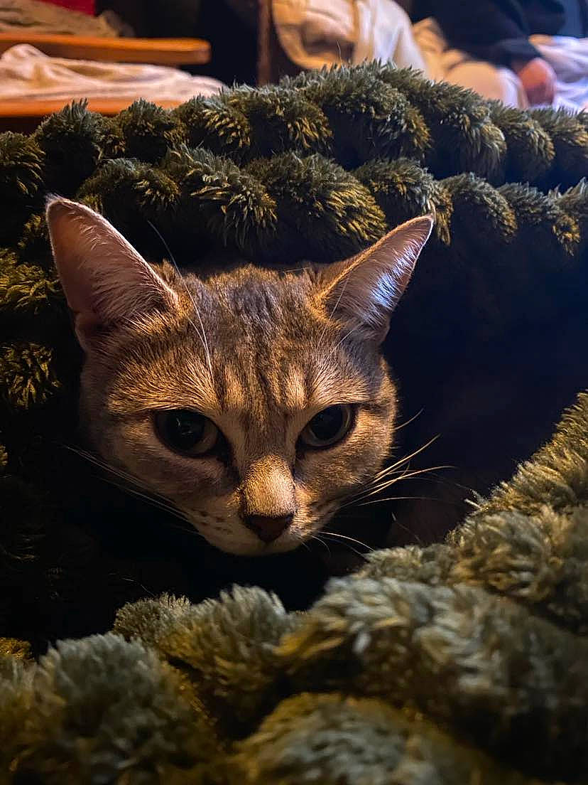 Hinata participe au concours pour gagner de l'argent avec cette photo : carnivore, cat, conifer, domestic_short_haired_cat, event, fawn, felidae, fur, grass, paw, small_to_medium_sized_cats, snout, tail, terrestrial_animal, tree, whiskers, wildlife, window, wood