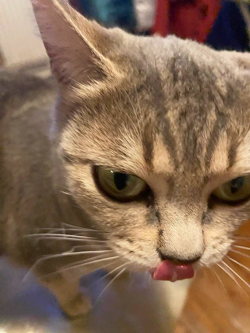 Hinata participe au concours pour gagner de l'argent avec cette photo : carnivore, cat, claw, domestic_short_haired_cat, felidae, fur, paw, small_to_medium_sized_cats, snout, terrestrial_animal, whiskers, wildlife, window