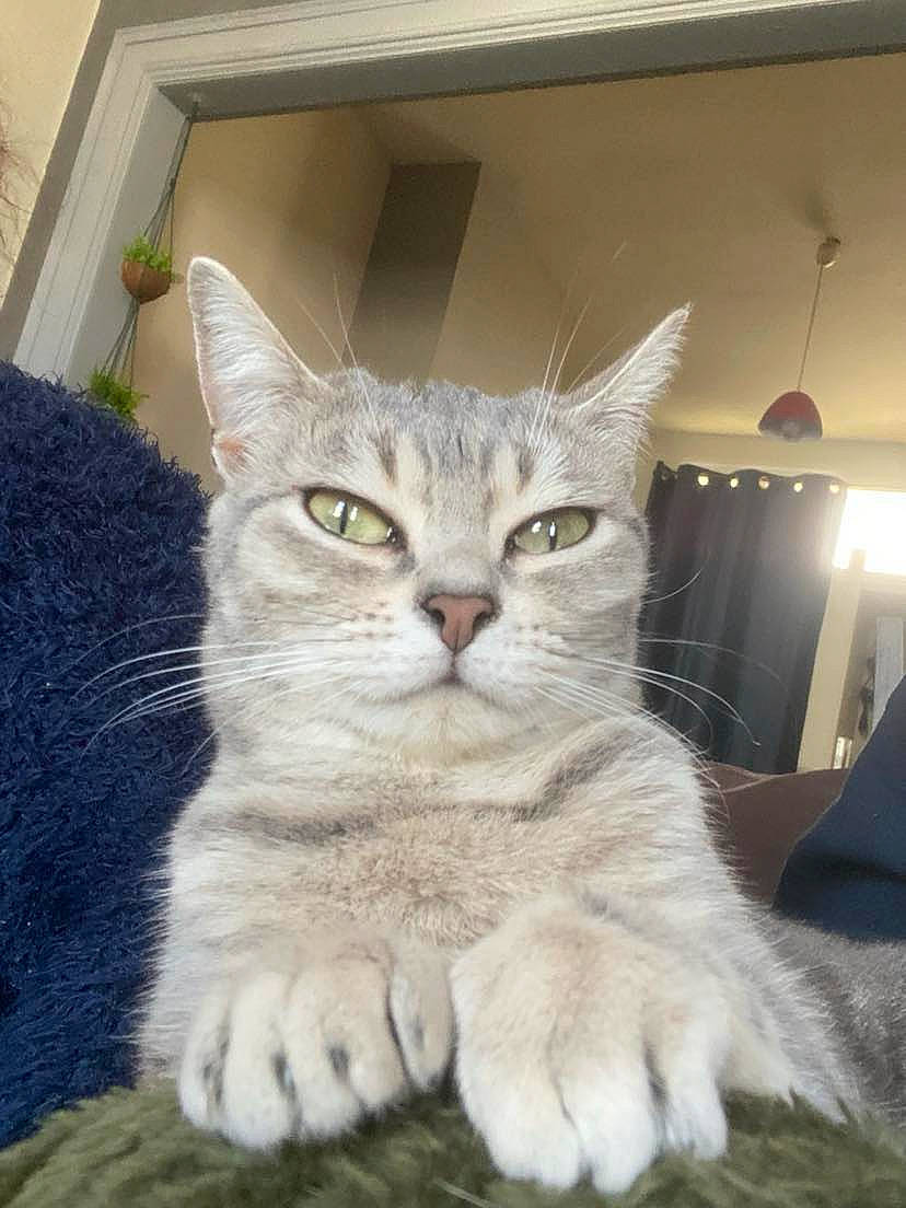 Hinata participe au concours pour gagner de l'argent avec cette photo : art, box, carnivore, cat, domestic_short_haired_cat, door, drawer, fawn, felidae, fur, knitting, lamp, paw, sitting, small_to_medium_sized_cats, snout, tail, tree, whiskers, window