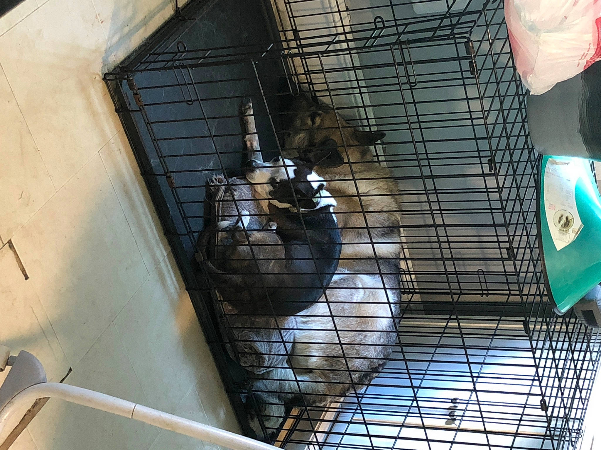 Roxi is registered to the contest to win money with this photo: animal_shelter, bird, bird_supply, cage, composite_material, daylighting, glass, mesh, metal, net, pet_supply, recreation, service