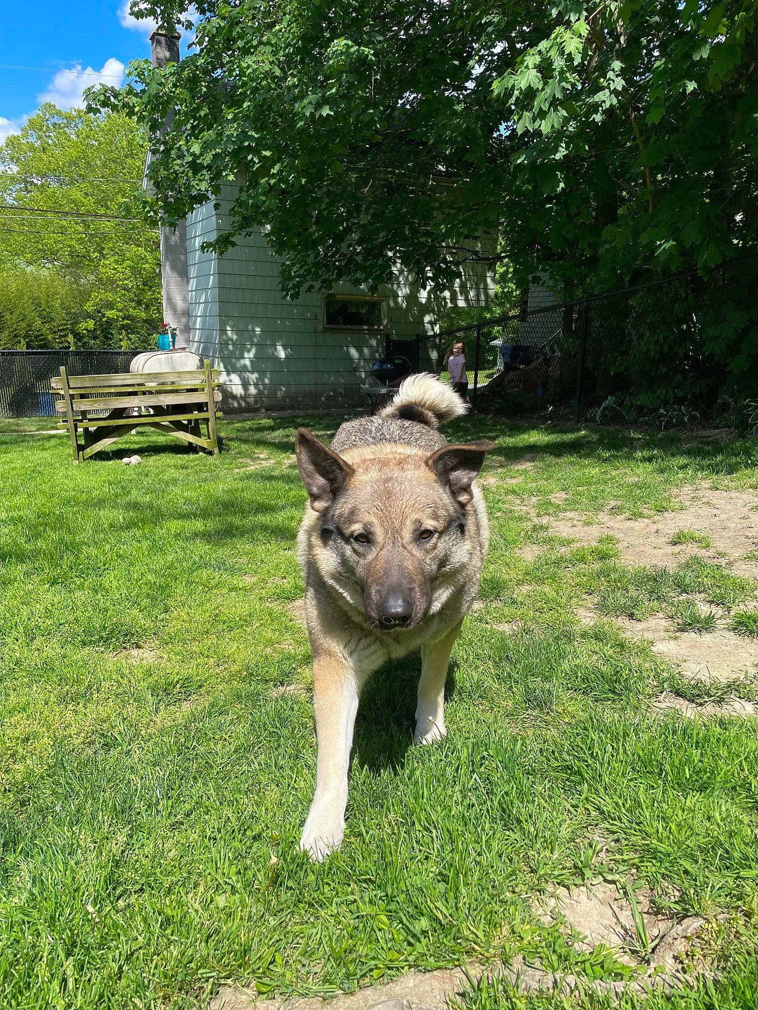 Roxi joined the competition — help win amazing prizes! canidae, carnivore, dog_breed, fawn, felidae, grass, grassland, groundcover, landscape, pasture, plant, shade, sky, snout, sporting_group, tail, terrestrial_animal, tree, trunk, working_animal