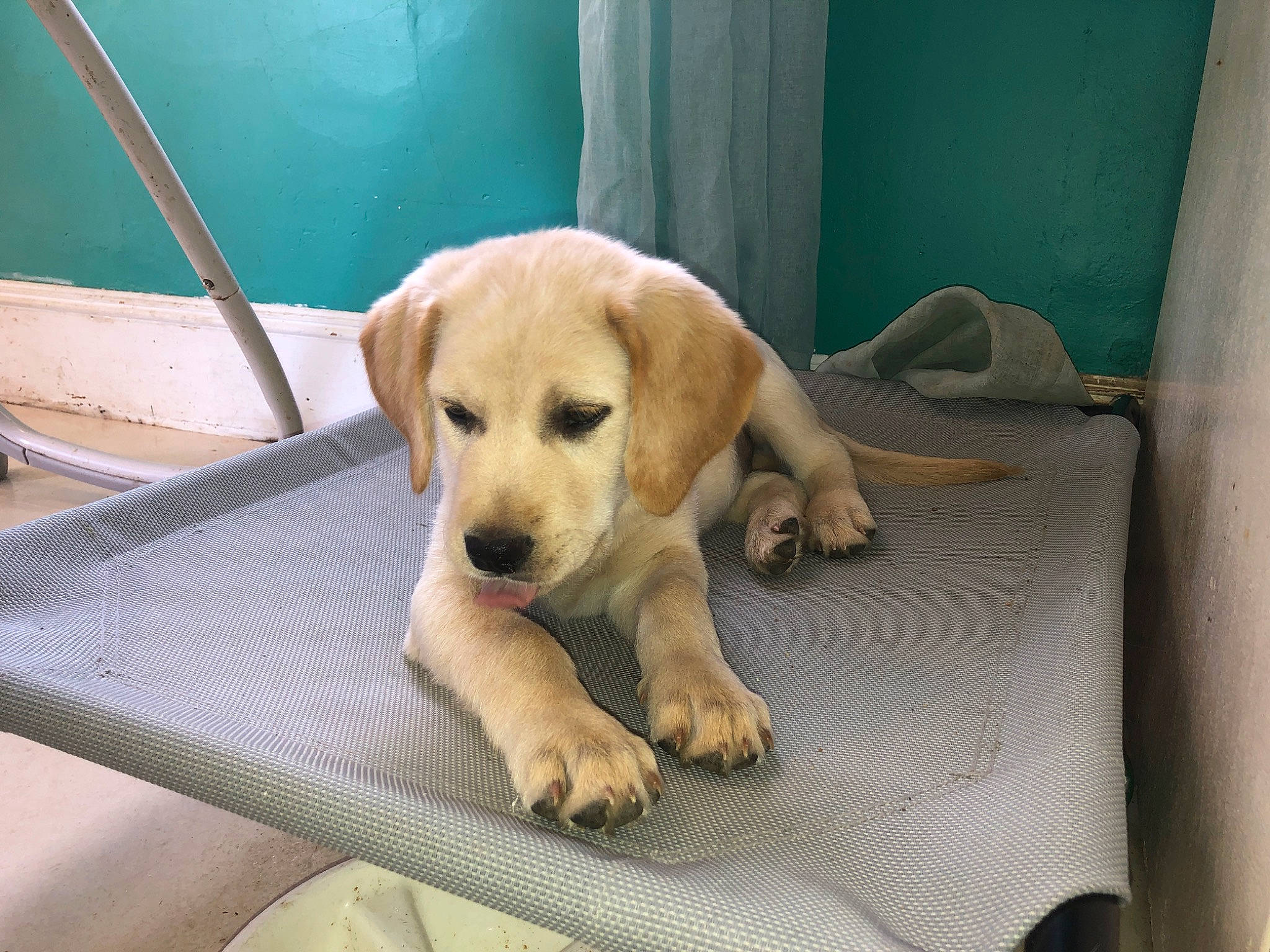 Remington is registered to the contest to win money with this photo: canidae, carnivore, collar, comfort, companion_dog, dog, dog_breed, dog_supply, fawn, flooring, gun_dog, labrador_retriever, paw, pet_supply, plant, retriever, snout, sporting_group, tail, working_animal