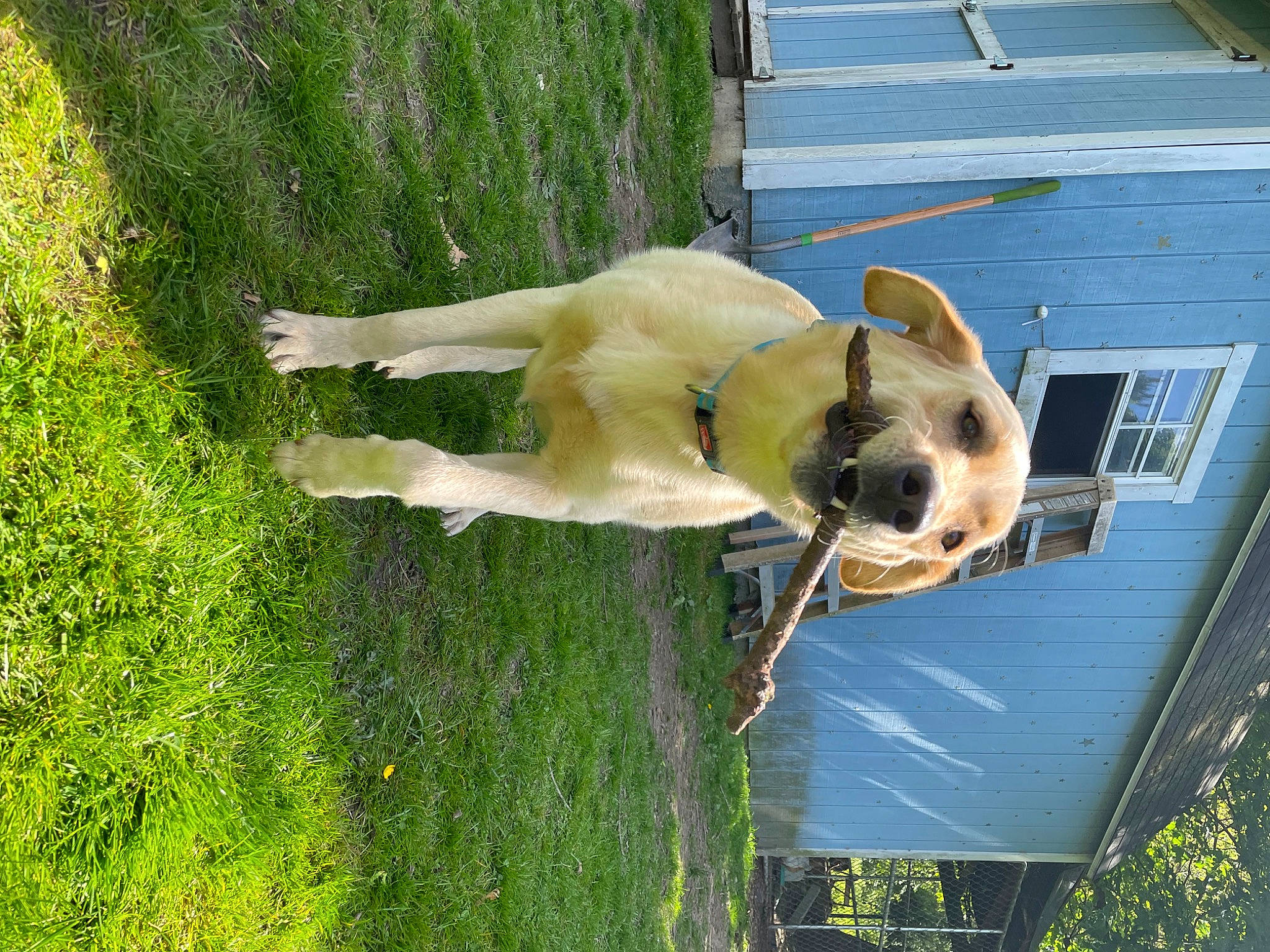 Remington joined the competition — help win amazing prizes! canidae, carnivore, collar, companion_dog, dog, dog_breed, dog_collar, fawn, grass, guard_dog, livestock_guardian_dog, non_sporting_group, pet_supply, plant, sporting_group, tail, tree, window, working_animal, working_dog