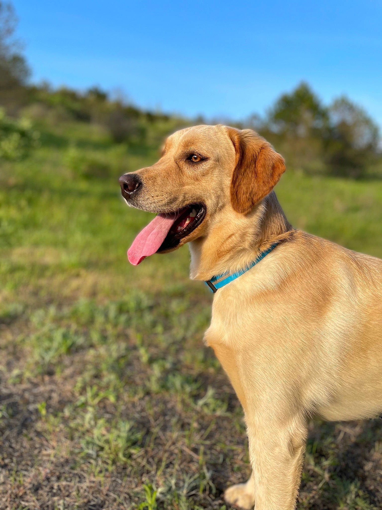 Remington is registered to the contest to win money with this photo: ball, canidae, carnivore, collar, companion_dog, dog, dog_breed, dog_collar, fawn, grass, gun_dog, pet_supply, plant, retriever, sky, snout, tail, tree, whiskers, working_animal