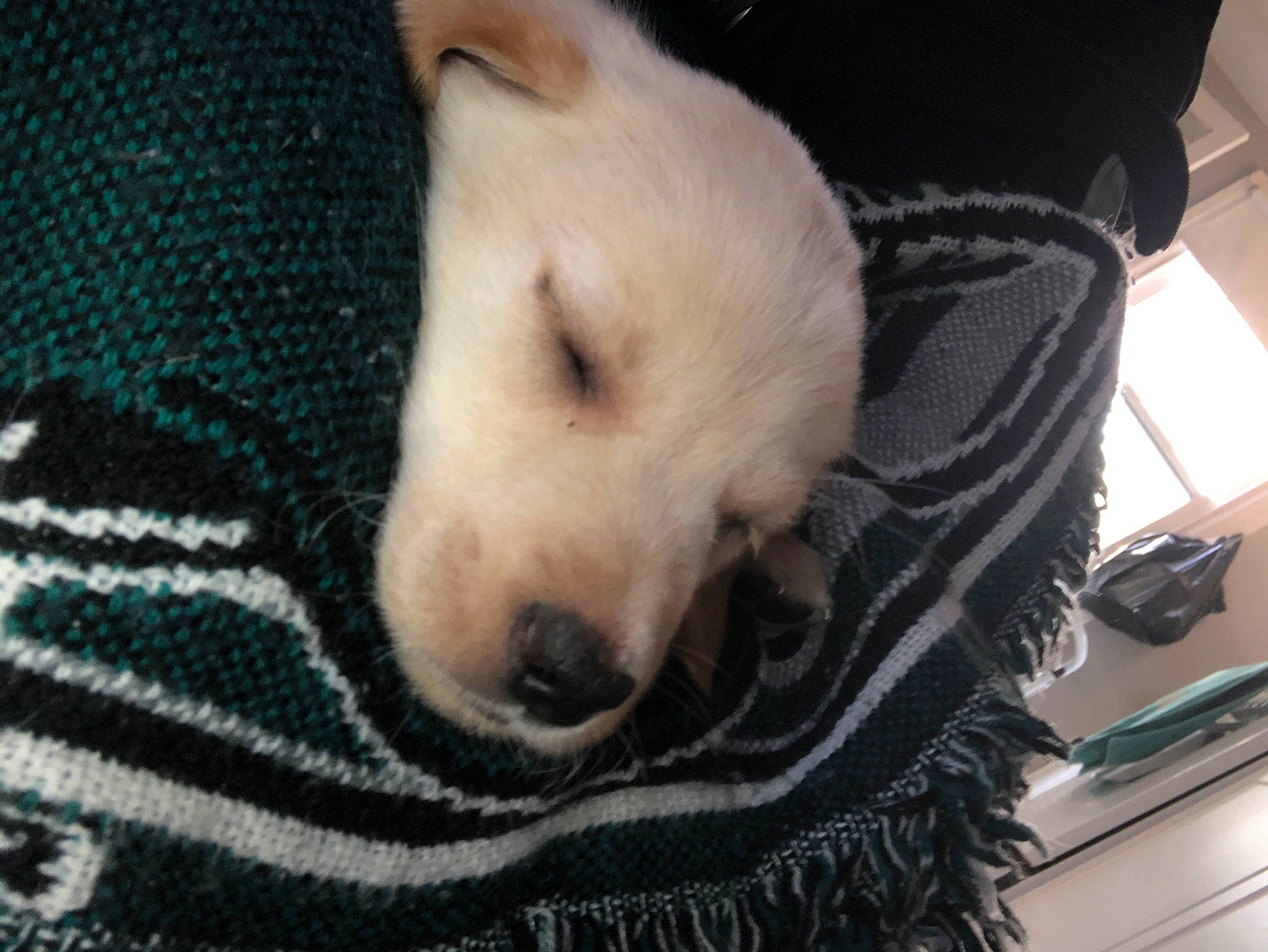 Remington joined the competition — help win amazing prizes! canidae, carnivore, comfort, companion_dog, dog, dog_breed, fawn, fur, golden_retriever, nap, non_sporting_group, pattern, puppy, snout, sporting_group, terrestrial_animal, toy_dog, whiskers, working_animal, woven_fabric