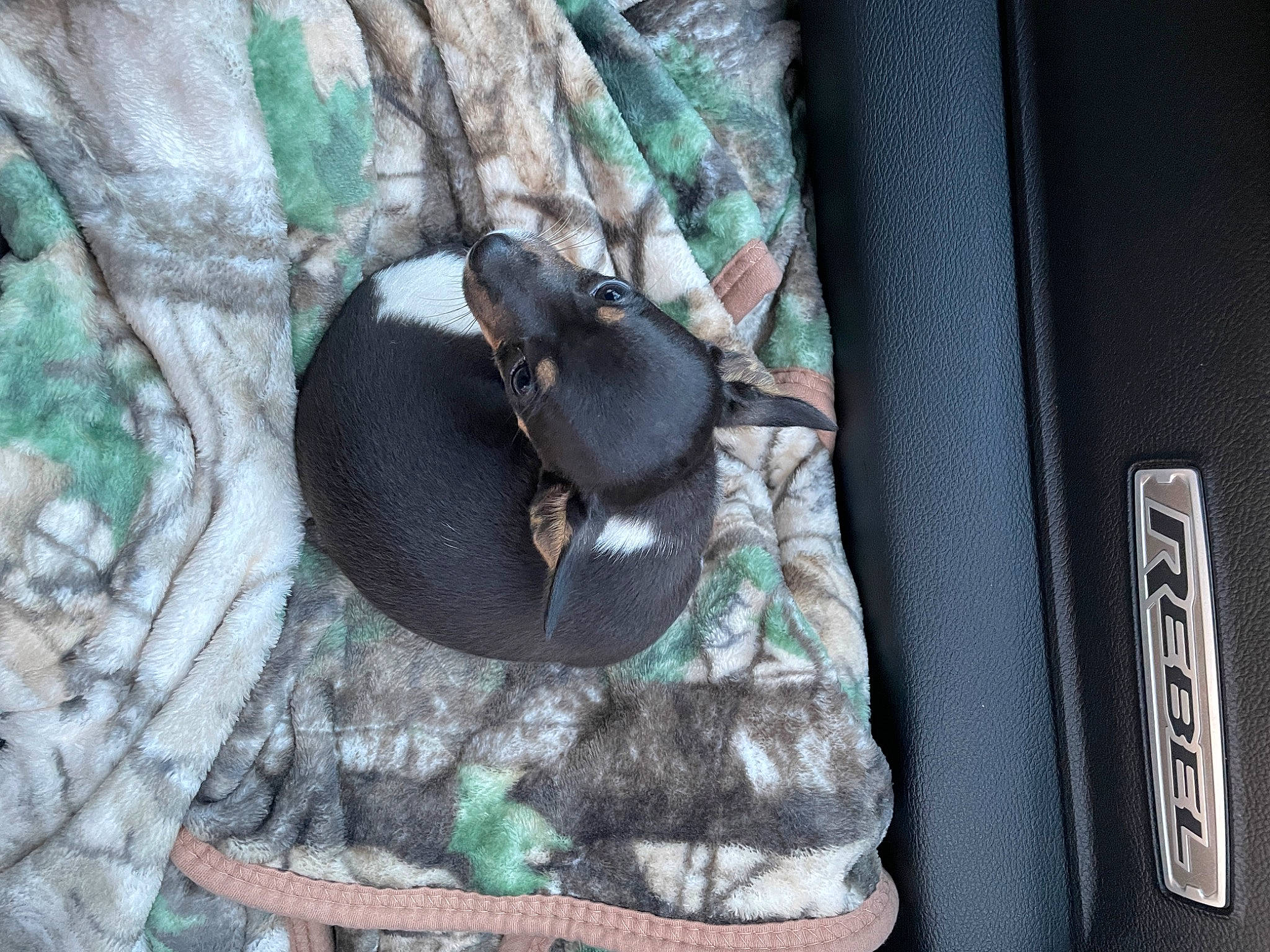 Rubi joined the competition — help win amazing prizes! bag, carnivore, comfort, dog, dog_breed, fashion_accessory, fawn, felidae, grass, grey, luggage_and_bags, plant, small_to_medium_sized_cats, stuffed_toy, tail, terrestrial_animal, toy, vehicle_door, window