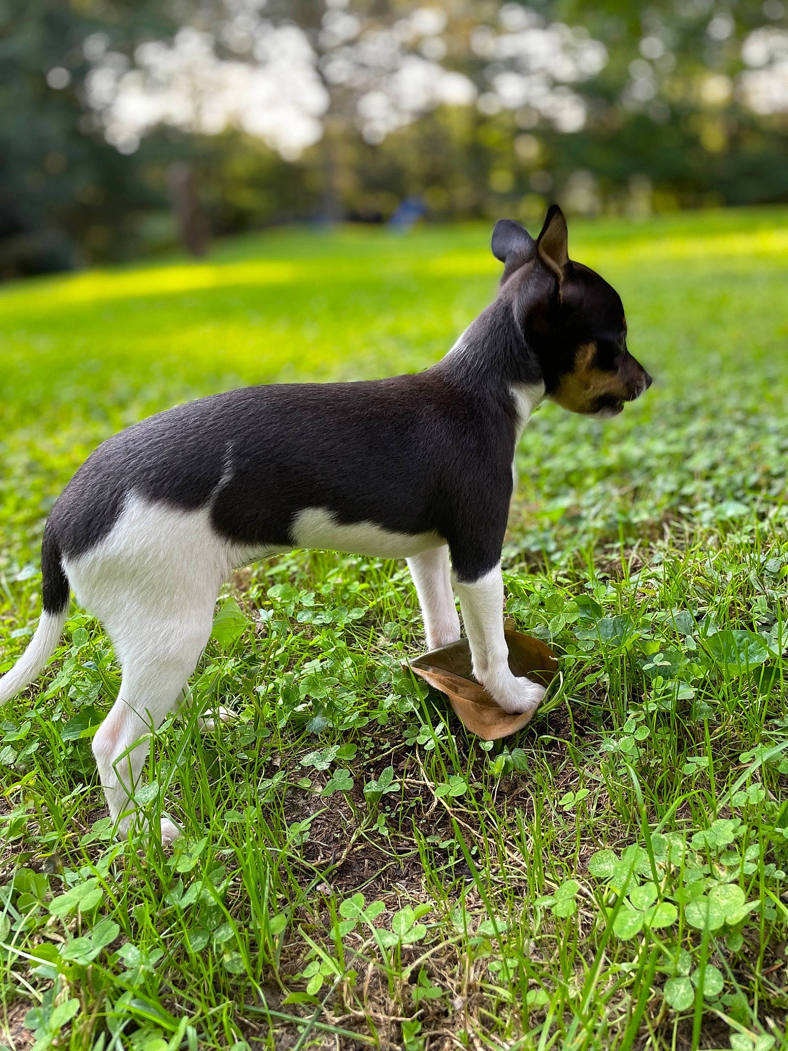 Rubi joined the competition — help win amazing prizes! canidae, carnivore, chihuahua, companion_dog, dog, dog_breed, fawn, grass, grassland, groundcover, pasture, plant, snout, sporting_group, tail, terrestrial_animal, terrier, toy_dog, tree, working_animal