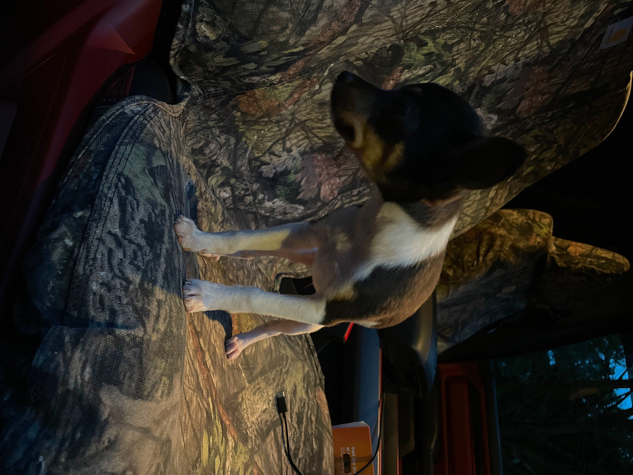 Rubi joined the competition — help win amazing prizes! art, canidae, carnivore, dog, dog_breed, fawn, fur, plant, rock, snout, sporting_group, street_dog, tree, wood, working_animal, working_dog