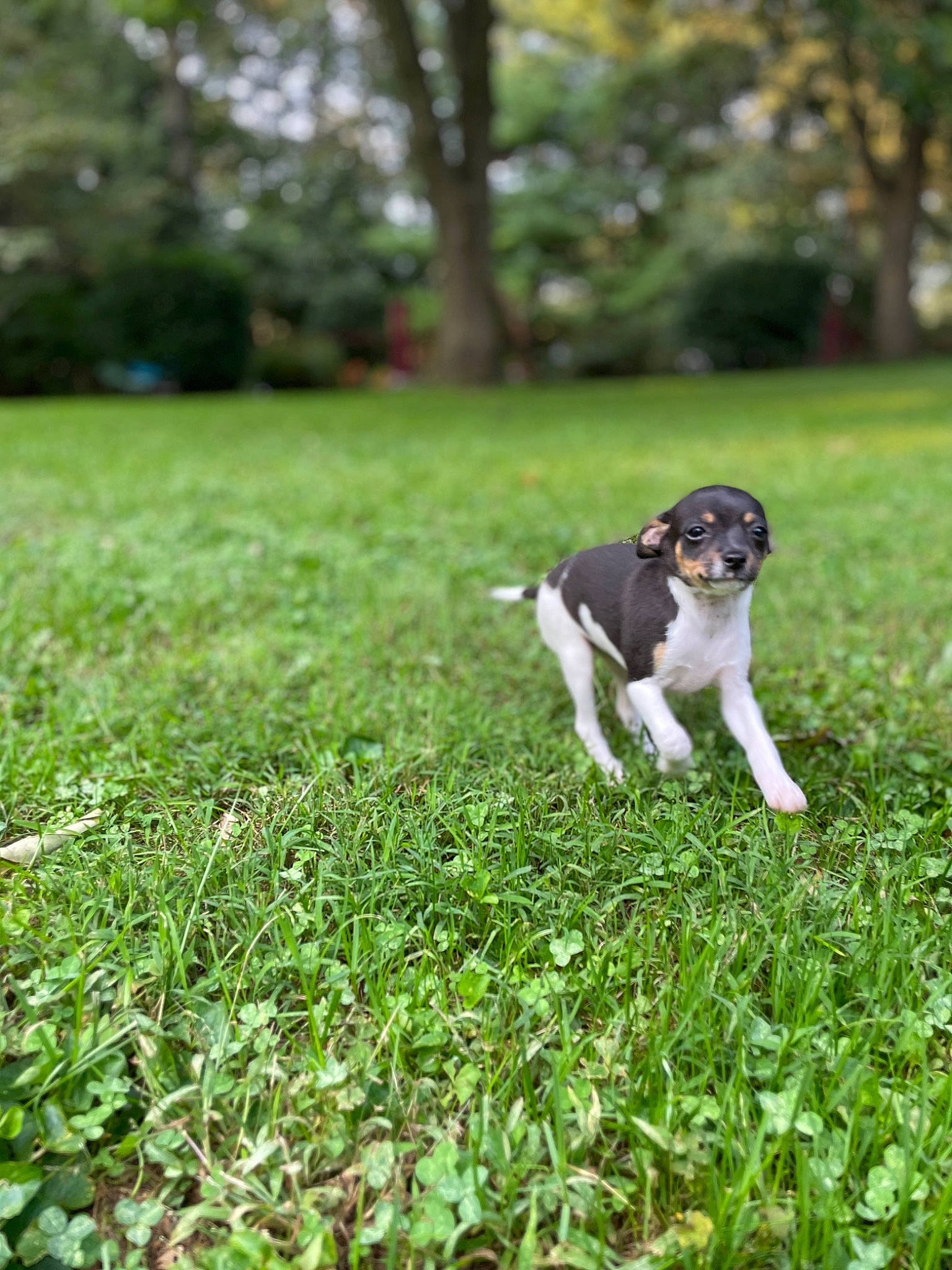 Rubi joined the competition — help win amazing prizes! canidae, carnivore, companion_dog, dog, dog_breed, garden, grass, grassland, groundcover, gun_dog, lawn, meadow, plant, shrub, sporting_group, tail, terrestrial_animal, tree, working_dog, yard