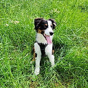 Vloum a rejoint le concours — aidez-le/la à gagner de superbes lots ! dog, puppy, grass, outdoor, nature, black_harness, happy, tongue_out, ears_up, field, green, pet, canine, sitting, summer, playful, young_dog, animal, fur, daylight