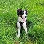 dog, puppy, grass, outdoor, nature, black_harness, happy, tongue_out, ears_up, field, green, pet, canine, sitting, summer, playful, young_dog, animal, fur, daylight