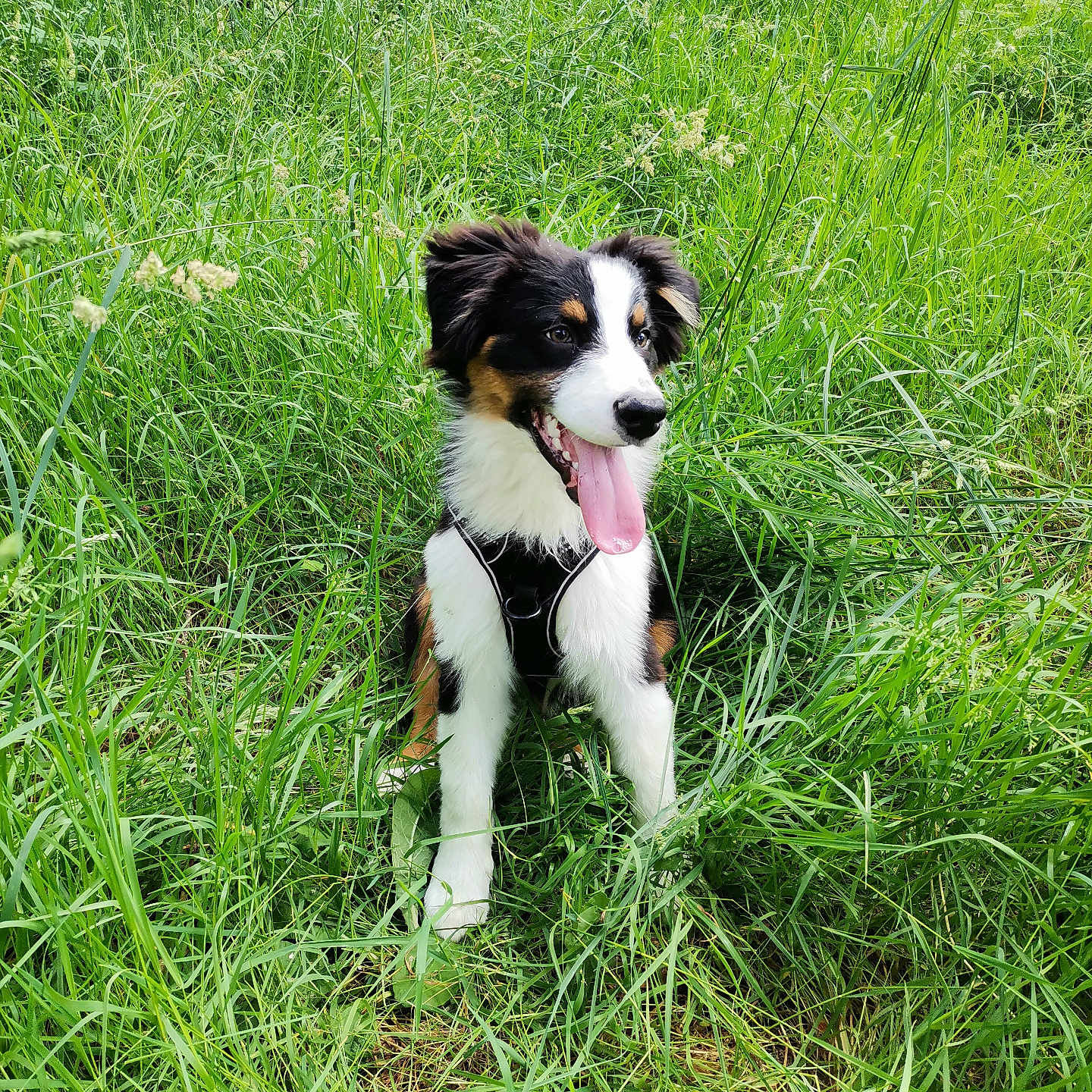 Vloum a rejoint le concours — aidez-le/la à gagner de superbes lots ! animal, black_harness, canine, daylight, dog, ears_up, field, fur, grass, green, happy, nature, outdoor, pet, playful, puppy, sitting, summer, tongue_out, young_dog