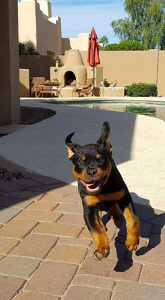 Diesel And Murdock joined the competition — help win amazing prizes! beauceron, canidae, carnivore, companion_dog, dog, dog_breed, fawn, german_pinscher, guard_dog, manchester_terrier, miniature_pinscher, pinscher, prazsky_krysarik, rottweiler, sporting_group, working_dog