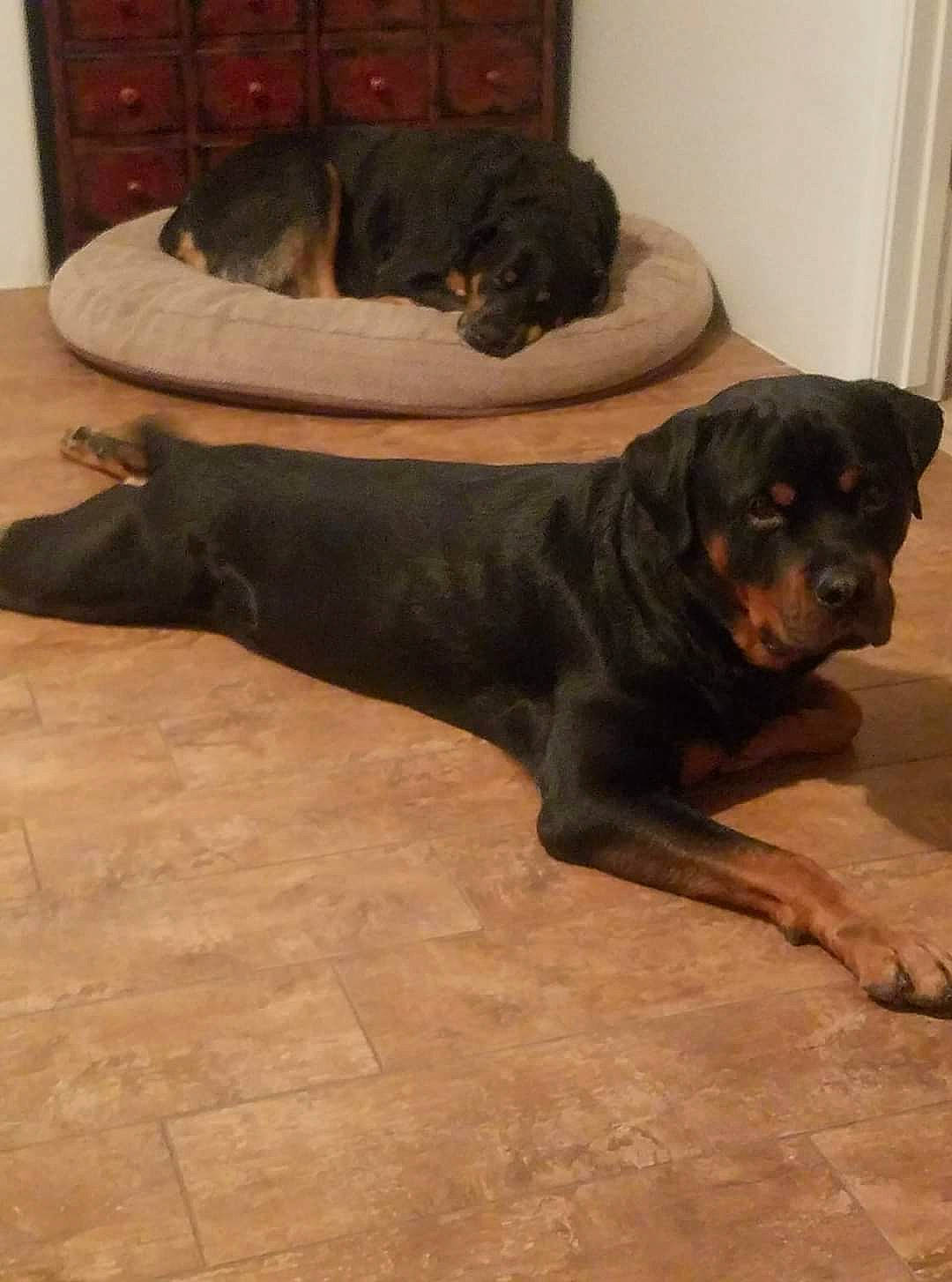 Diesel And Murdock joined the competition — help win amazing prizes! cane_corso, canidae, carnivore, companion_dog, dog, dog_breed, fawn, guard_dog, mammal, molosser, rottweiler, snout, sporting_group, tail, vertebrate, working_dog