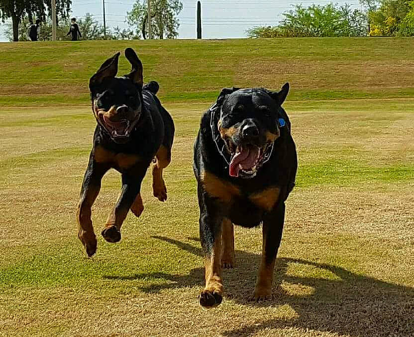 Diesel And Murdock joined the competition — help win amazing prizes! beauceron, canidae, carnivore, companion_dog, dog, dog_breed, guard_dog, hunting_dog, mammal, pinscher, rare_breed_dog, rottweiler, snout, sporting_group, vertebrate, working_dog