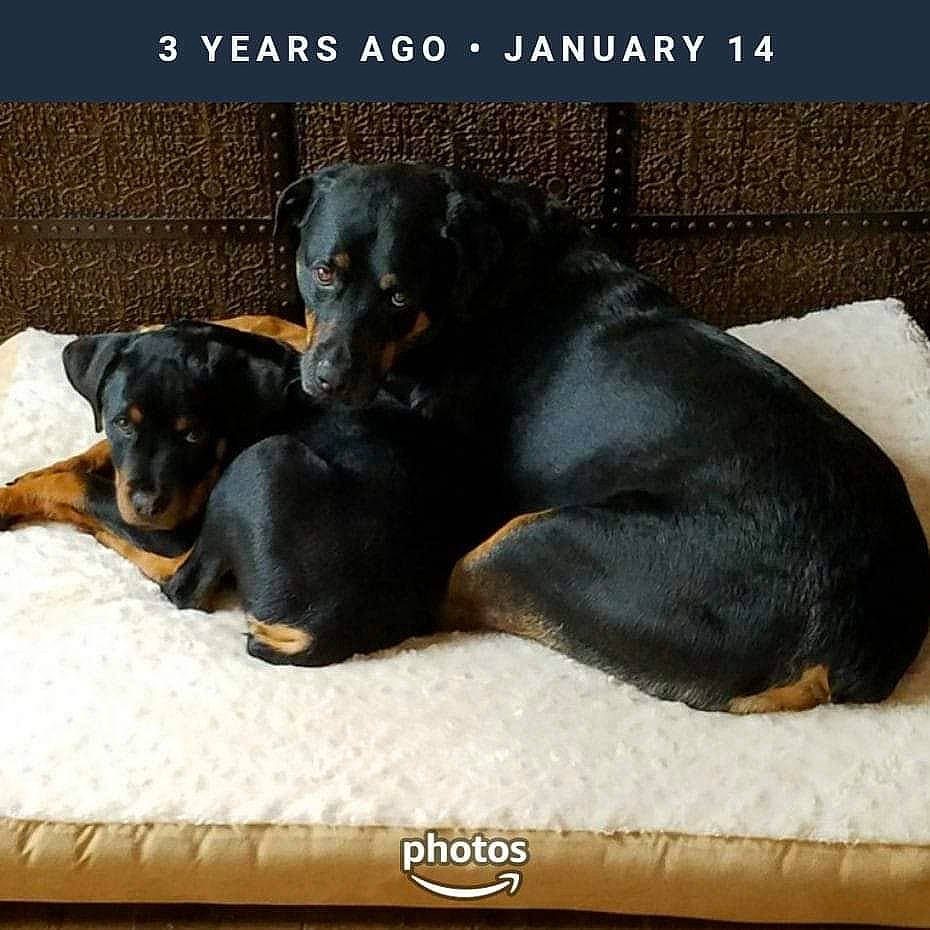 Diesel And Murdock joined the competition — help win amazing prizes! beauceron, canidae, carnivore, companion_dog, dachshund, dobermann, dog, dog_breed, guard_dog, jagdterrier, mammal, manchester_terrier, miniature_pinscher, photo_caption, pinscher, puppy, rottweiler, sporting_group