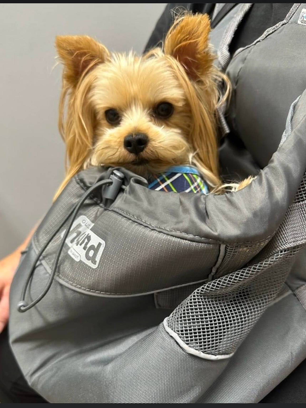 Payton is registered to the contest to win money with this photo: bag, canidae, carnivore, collar, comfort, companion_dog, dog, dog_breed, dog_clothes, dog_supply, fashion_accessory, fawn, fur, liver, small_terrier, snout, sporting_group, terrier, toy_dog, working_animal