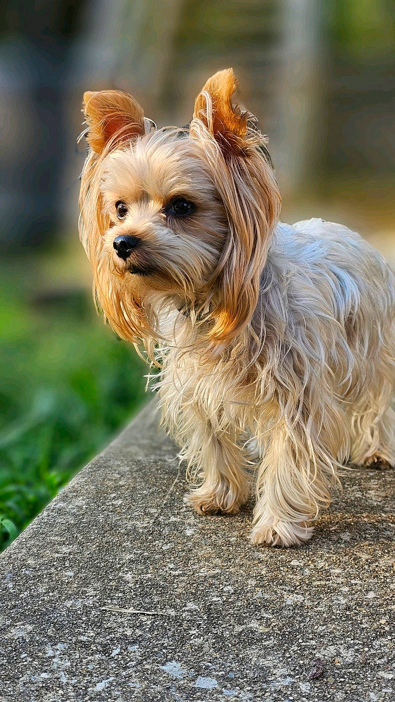 Payton is registered to the contest to win money with this photo: biewer_terrier, canidae, carnivore, companion_dog, dog, dog_breed, dog_supply, fawn, grass, liver, plant, small_terrier, snout, sporting_group, terrestrial_animal, terrier, toy_dog, working_animal, yorkipoo, yorkshire_terrier