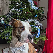 Venom participe au concours pour gagner de l'argent avec cette photo : dog, bow_tie, christmas_tree, ornaments, tinsel, indoor, holiday, decorations, pet, canine, festive, brown_and_white, sitting, tile_floor, curtains, home, background, portrait, cute, animal