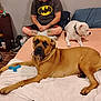 dog, bed, person, brown_dog, white_dog, toy, batman_shirt, tattoos, sitting, indoor, blanket, socks, sneakers, wooden_floor, shelf, casual, relaxed, furniture, home, pet