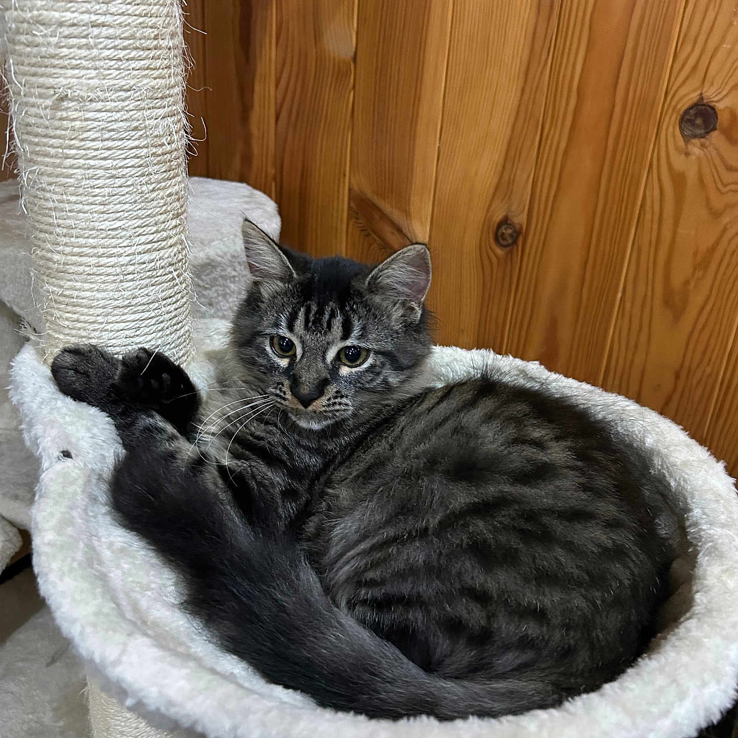 Miko a rejoint le concours — aidez-le/la à gagner de superbes lots ! abyssinian, animal, basket, canine, cat, couch, den, egyptiancat, furniture, hardwood, indoors, interiordesign, kitten, manx, person, pet, plywood, sink, sleeping, wood