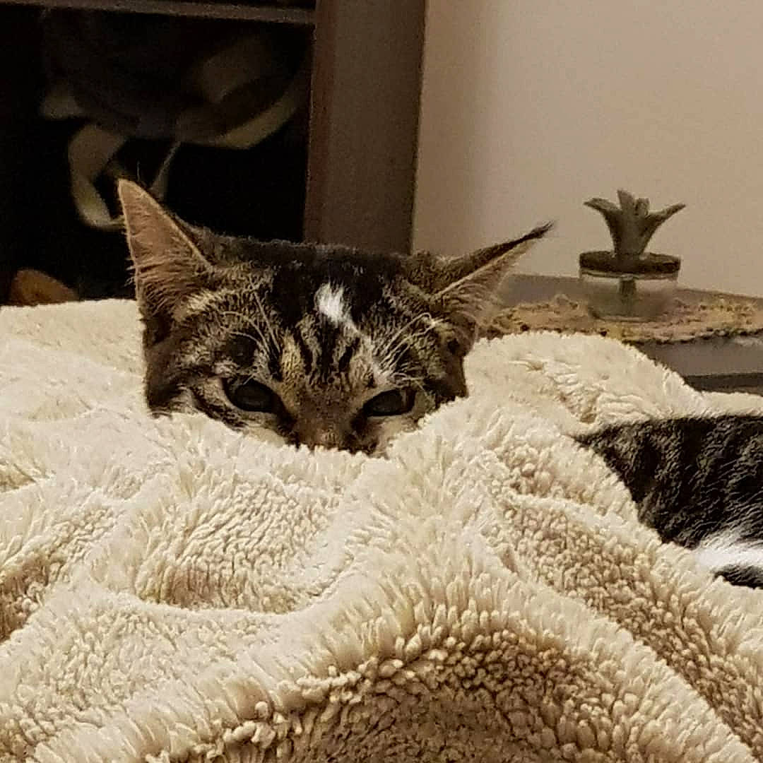 Maddy participe au concours pour gagner de l'argent avec cette photo : bedding, carnivore, cat, claw, comfort, domestic_short_haired_cat, felidae, fur, grey, linens, monochrome, monochrome_photography, pattern, paw, plant, small_to_medium_sized_cats, snout, tail, whiskers, wood