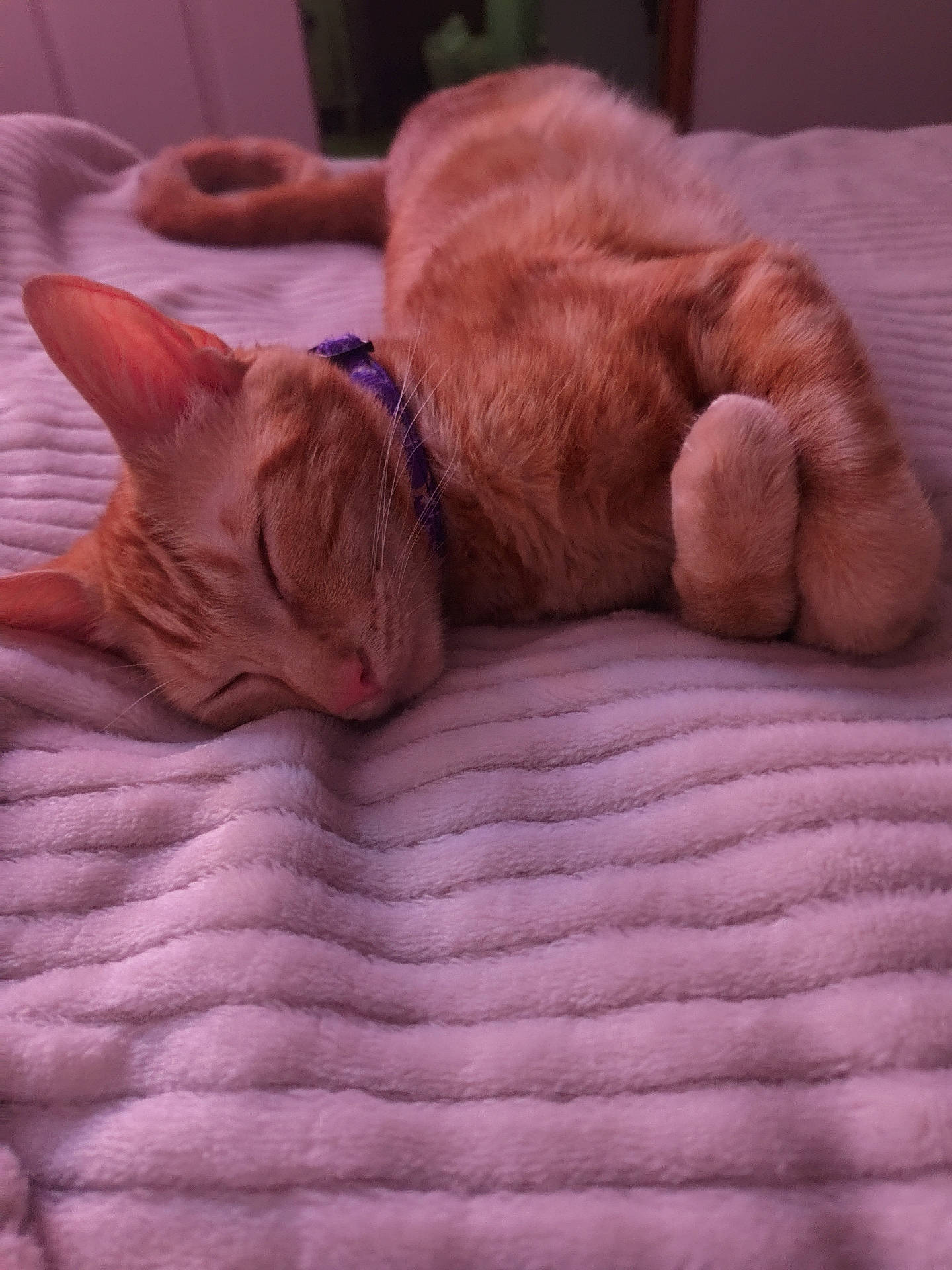 bed, bedroom, blanket, cat, closeup, collar, cozy, curled_tail, fur, indoor, nap, orange_cat, paw, pet, purple_collar, sleeping_cat, soft, tabby, texture, whiskers