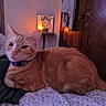 bed, blanket, candle, cat, closeup, collar, cozy, domestic_animal, ears, furniture, ginger_cat, indoor, lying_down, nightstand, paw, pet, portrait, purple_collar, whiskers, wooden_door