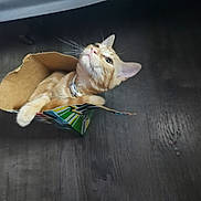 Hunter joined the competition — help win amazing prizes! cat, orange_tabby, cardboard_box, floor, indoor, pet, curious, looking_up, domestic_cat, feline, whiskers, collar, playful, home, animal, cute, small, box, resting, paws