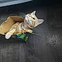 cat, orange_tabby, cardboard_box, floor, indoor, pet, curious, looking_up, domestic_cat, feline, whiskers, collar, playful, home, animal, cute, small, box, resting, paws