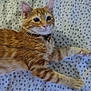 animal, blanket, cat, closeup, collar, cute, domestic_animal, ears, eyes, feline, fur, indoor, lying_down, orange_tabby, pattern, paws, pet, resting, soft, whiskers