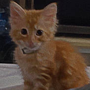 Yoda is registered to the contest to win money with this photo: kitten, orange_cat, furry, pet, animal, indoor, cute, small, young, feline, domestic, whiskers, ears, eyes, fur, mammal, portrait, sitting, curious, companion