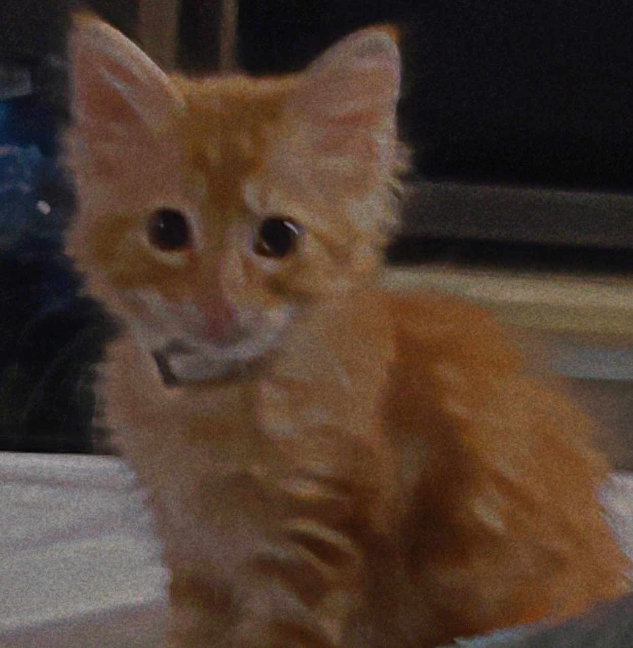 Yoda is registered to the contest to win money with this photo: kitten, orange_cat, furry, pet, animal, indoor, cute, small, young, feline, domestic, whiskers, ears, eyes, fur, mammal, portrait, sitting, curious, companion