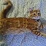 animal, bed, bedspread, cat, collar, cute, domestic_animal, feline, fur, indoor, looking_at_camera, orange_tabby, pattern, pet, playful, relaxing, resting, stretching, tail, whiskers